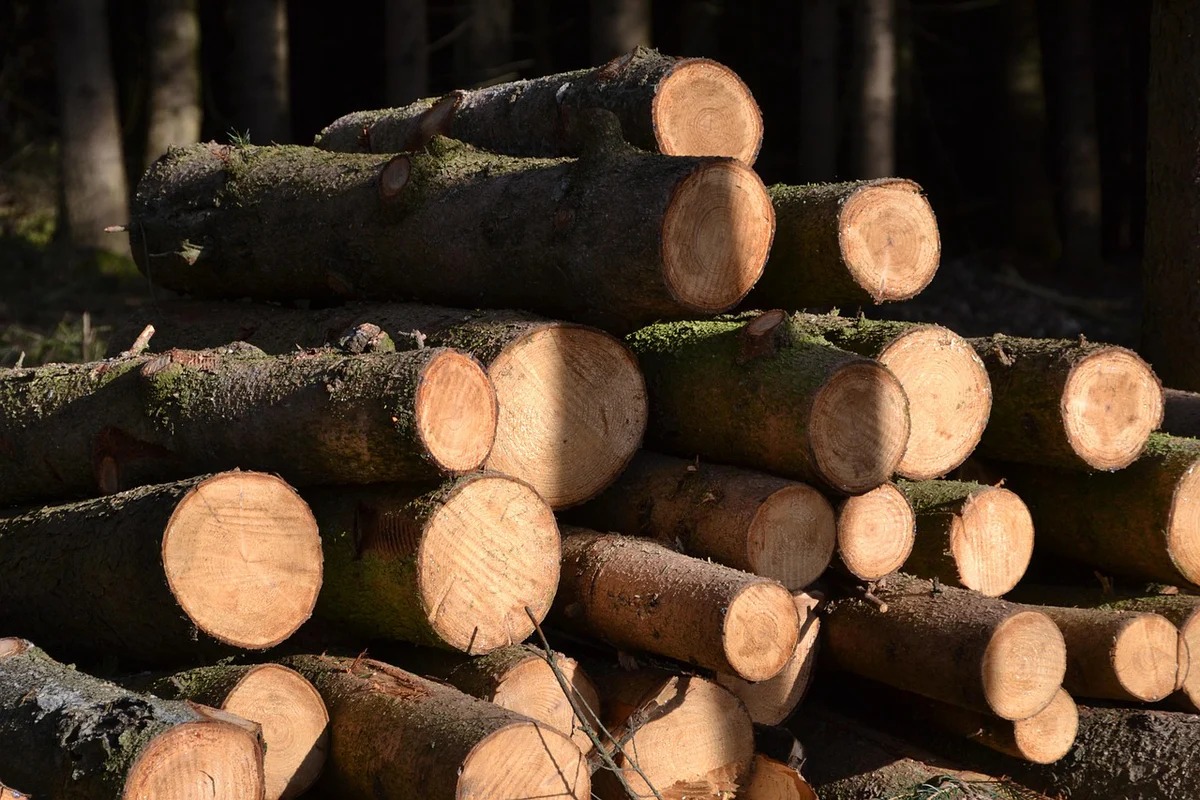 Professioneel bosbeheer door Stroeve Bos en Groen in Overijssel