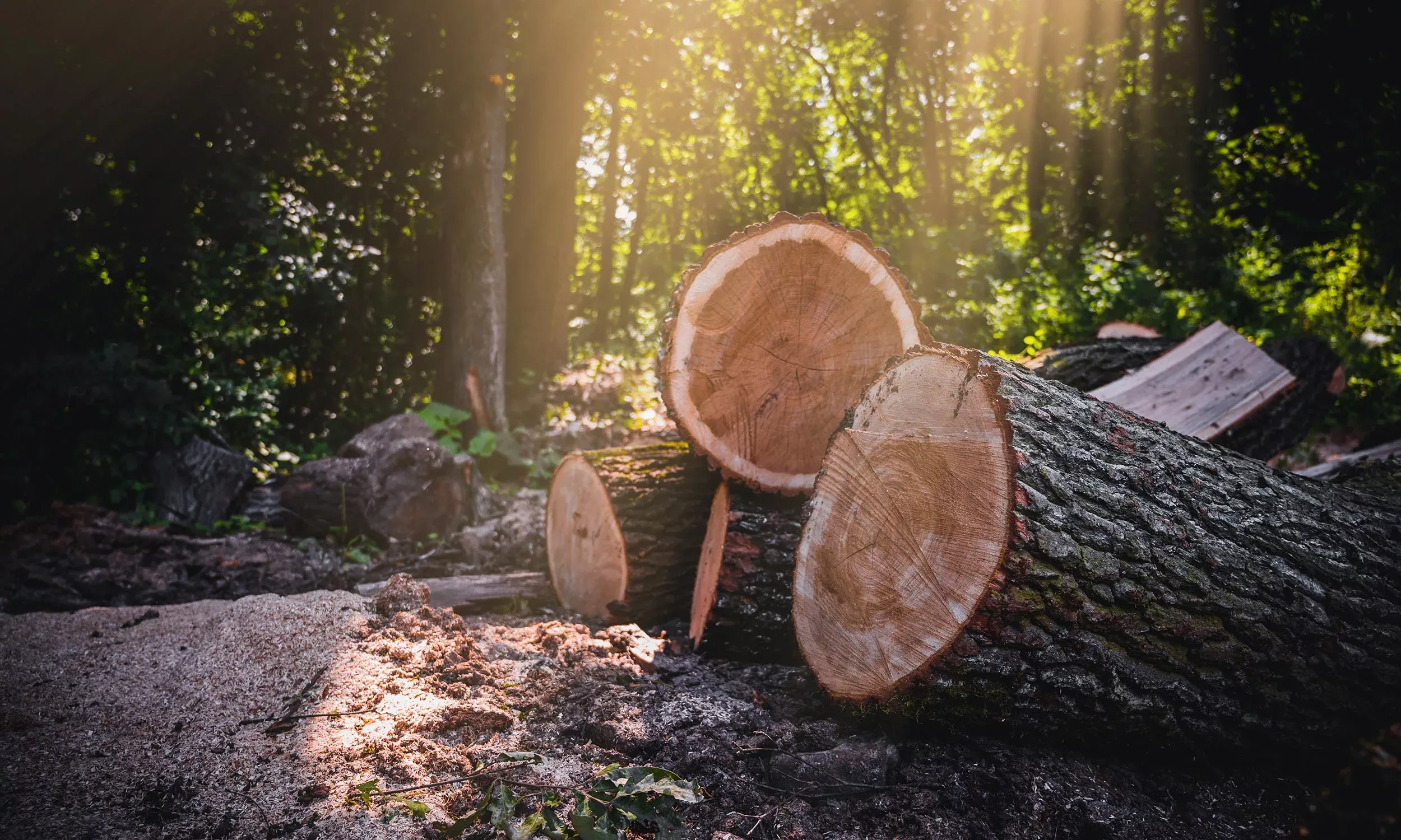 Boswerkzaamheden – Stroeve Bos en Groen