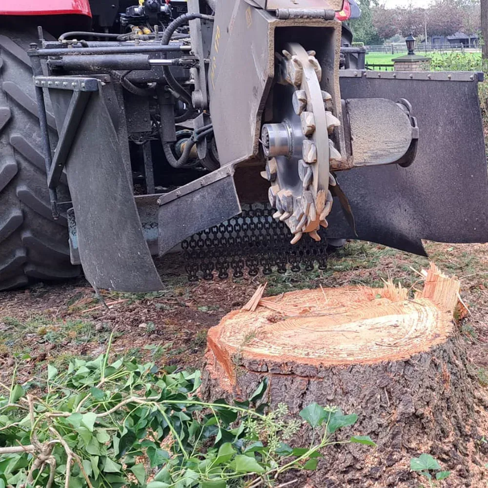 Boomkap en Stobbenfrezen – Stroeve Bos en Groen