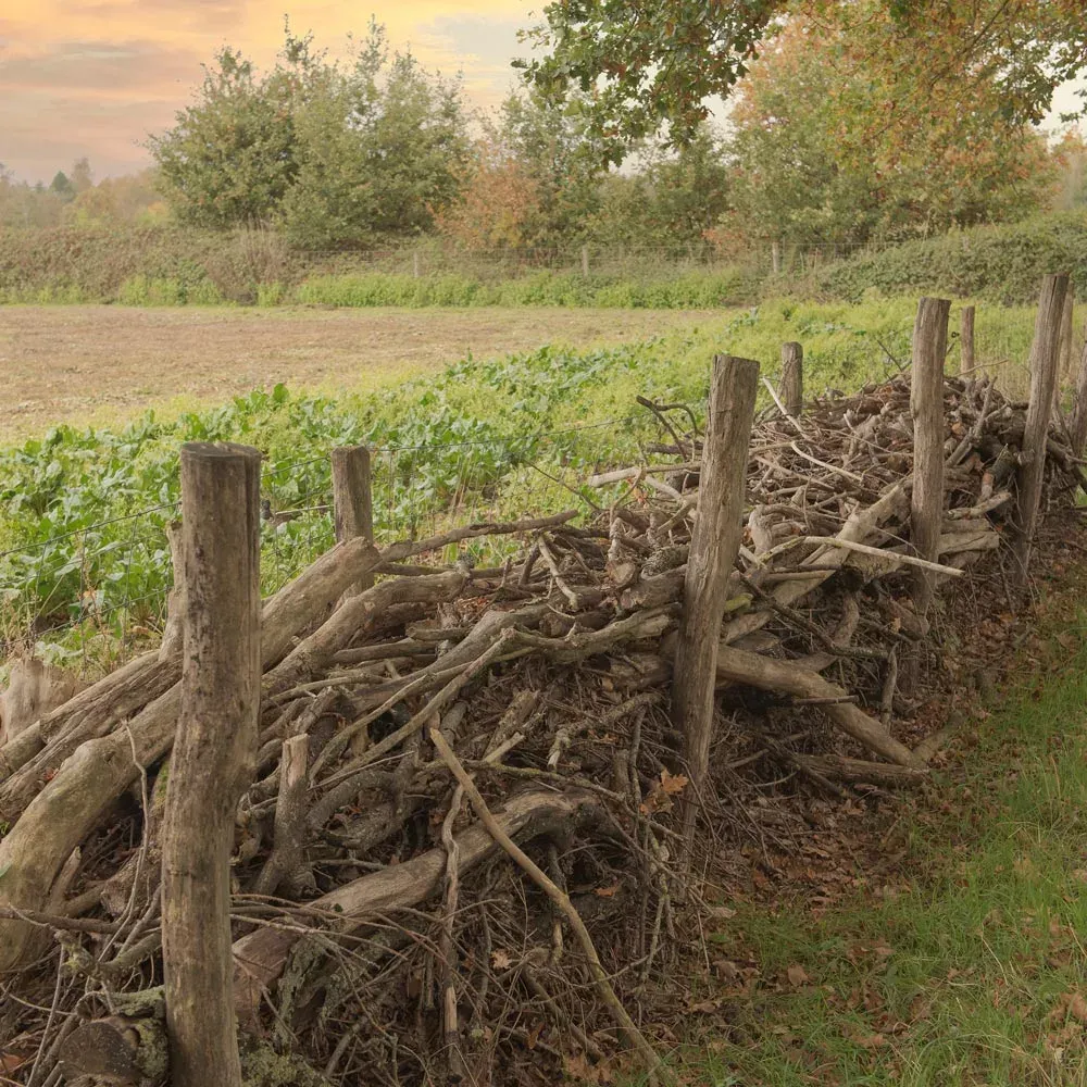 Bossingels en Houtwallen – Stroeve Bos en Groen